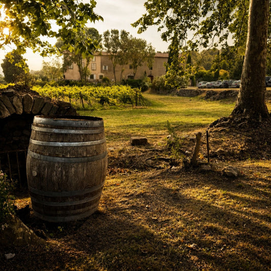 Vin Minervois : pourquoi ce terroir séduit les amateurs de grands vins