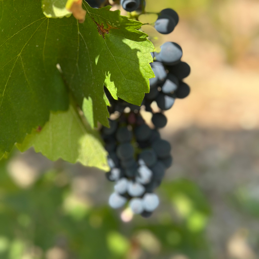 🍷 Sec, Demi-Sec ou Moelleux ?