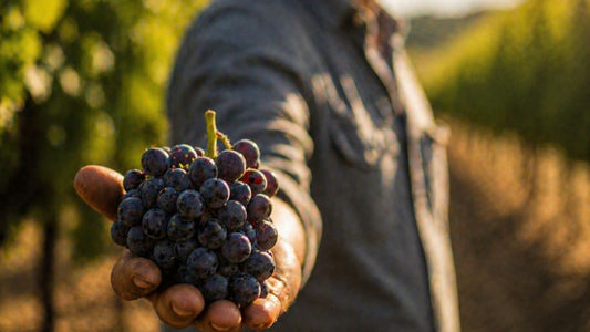 Comment déguster un vin Minervois comme un expert ?