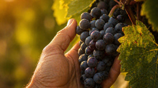 Acheter un vin Minervois : conseils pour faire le bon choix