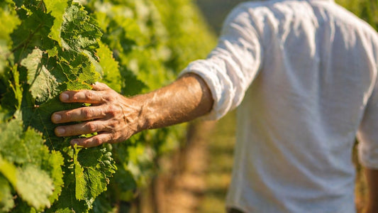 L'Histoire Millénaire du Minervois