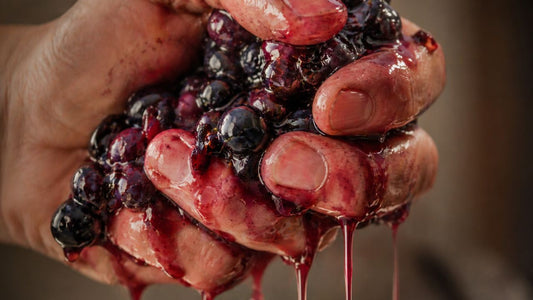 Vin Minervois : Tout Savoir sur le Terroir, la Dégustation et les Cépages